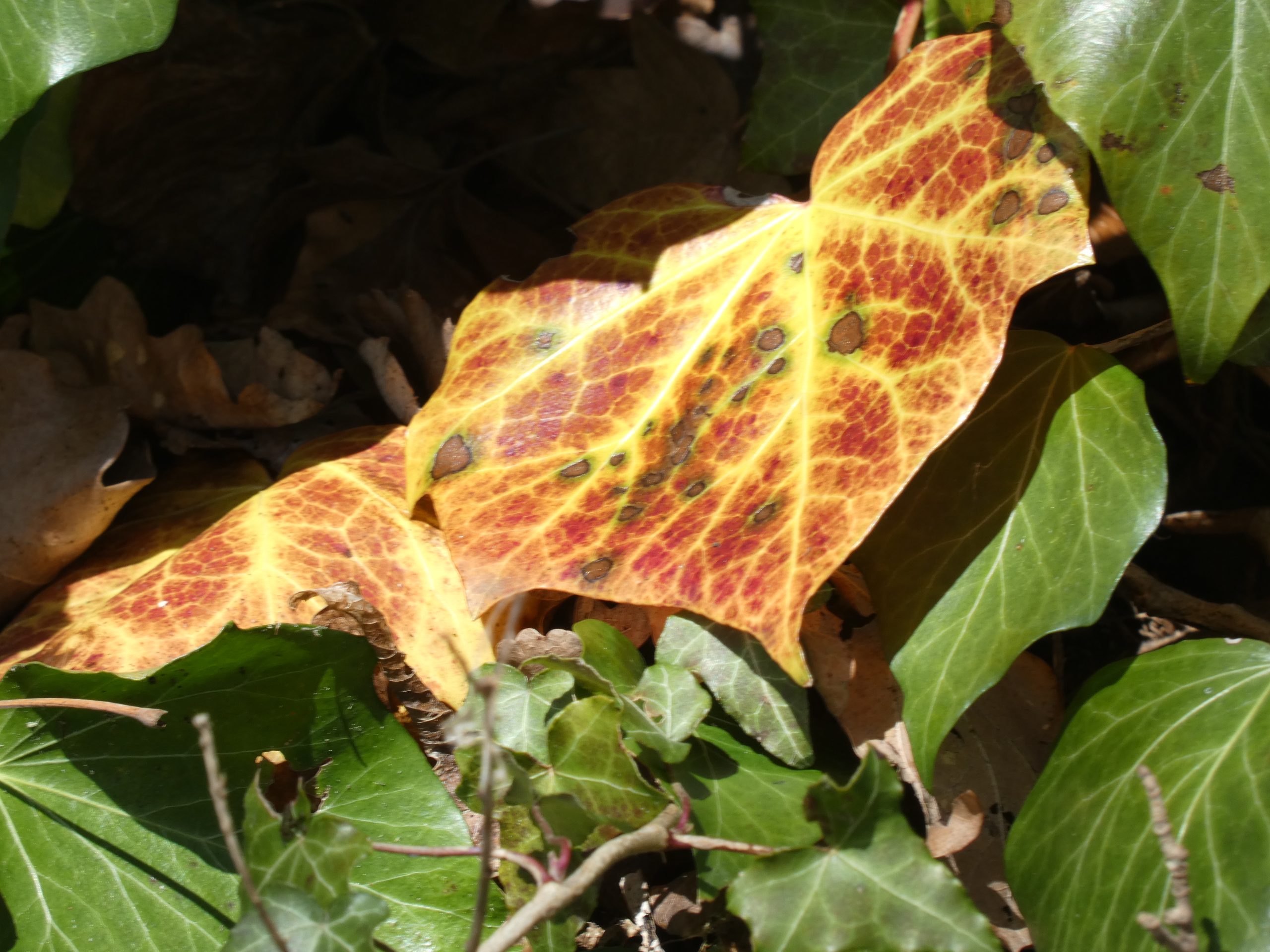 Bild von Sabine Schyroki Foto Labor Damipic Damisoft Groupe 2023 06 Blatt Herbst