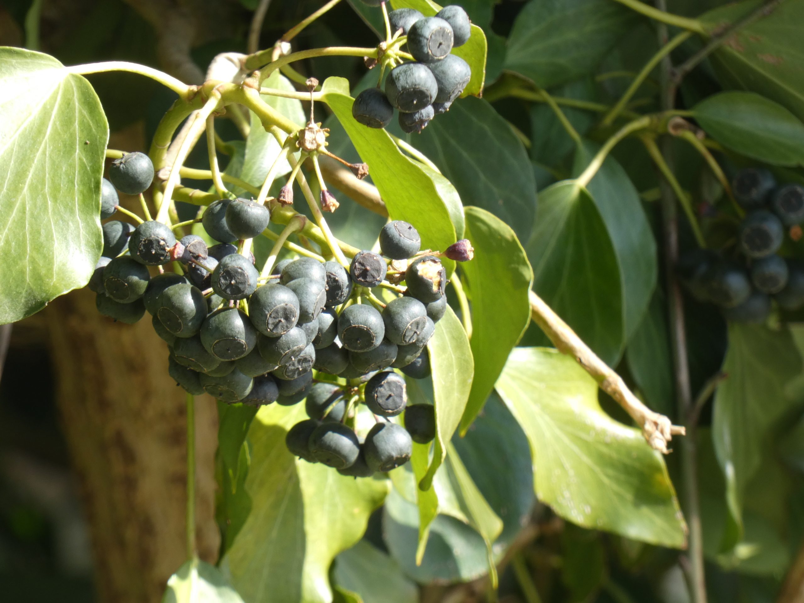 Bild von Sabine Schyroki Foto Labor Damipic Damisoft Groupe 2023 09 scaled