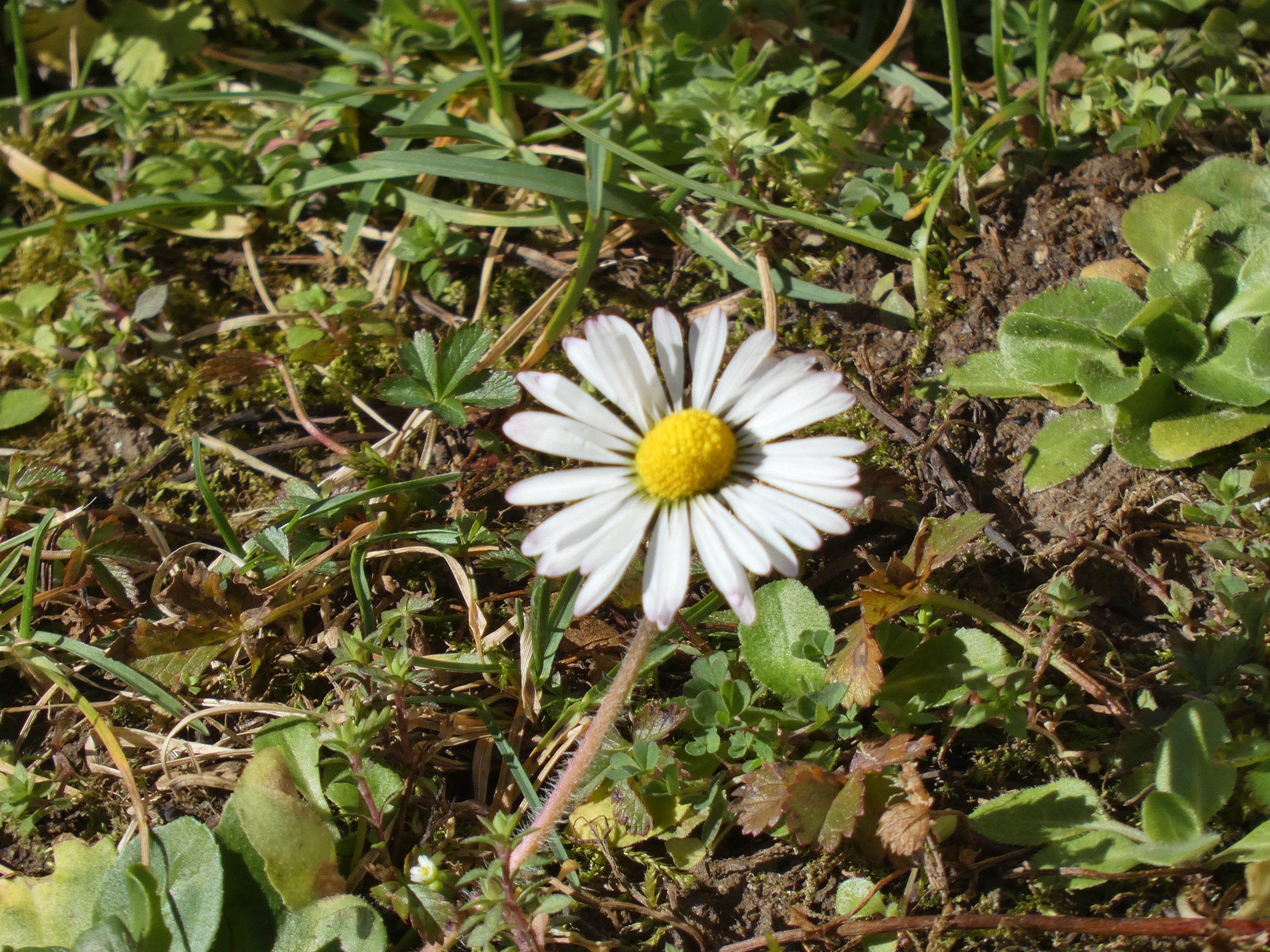 Bild von Sabine Schyroki Foto Labor Damipic Damisoft Groupe 2023 11 Blume